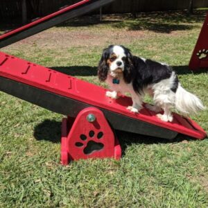Traditional Timber Agility – Mini Teeter Totter: Scaled Dog Agility Ramps