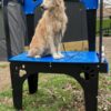 Grooming – Dog Wash Station