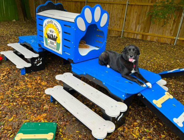 Commercial Activity Systems – w/ Tunnel: Multi-Functional K9 Enrichment Platforms