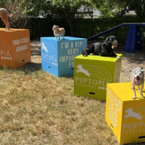 Pro-Series Nesting – Four Box Set w/ Logo: Custom Agility & Training Blocks