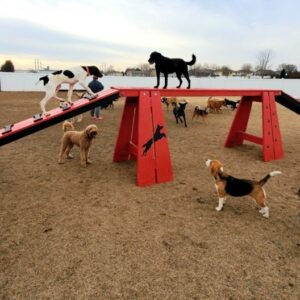 Commercial Agility – Dog Walk: Advanced Proprioception & Balance Systems