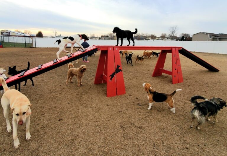 Commercial Agility – Dog Walk: Advanced Proprioception & Balance Systems