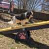 Traditional Timber Agility – Mini Teeter Totter: Scaled Dog Agility Ramps