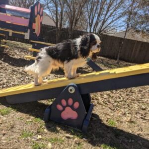 Traditional Timber Agility – Mini Teeter Totter: Scaled Dog Agility Ramps