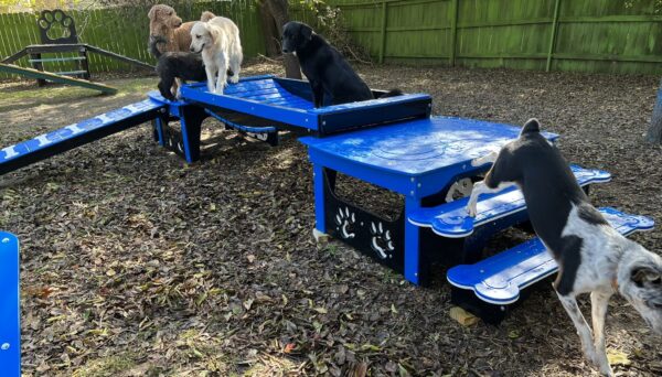 Commercial Activity Systems – Puppy: Low-Profile K9 Nursery & Socialization Courses