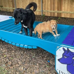 Traditional Timber Activity Systems – Puppy: Classic K9 Nursery & Socialization Courses