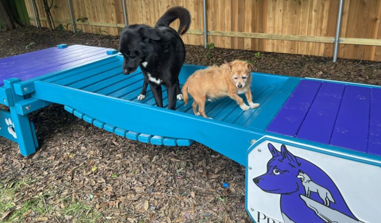 Traditional Timber Activity Systems – Puppy: Classic K9 Nursery & Socialization Courses